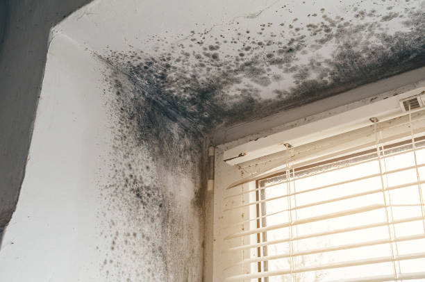 Affordable Commercial Mold Remediation solutions in Vauxhall, NJ